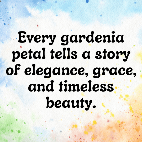 Gaillardia Captions Photo For Instagram-MK1jLB