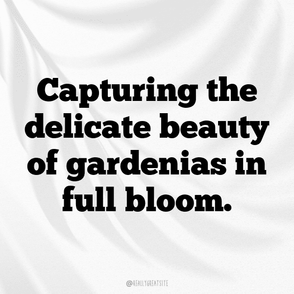 Gardenia Captions Image For Instagram-mvzzJh