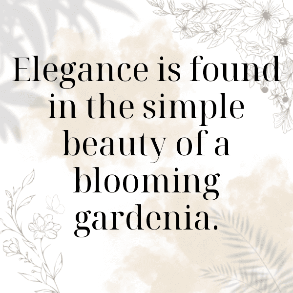 Gardenia Captions Photo For Instagram-F72VRa