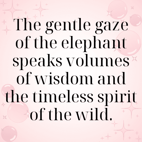 Gazelle Captions Image For Instagram-LWJrt7