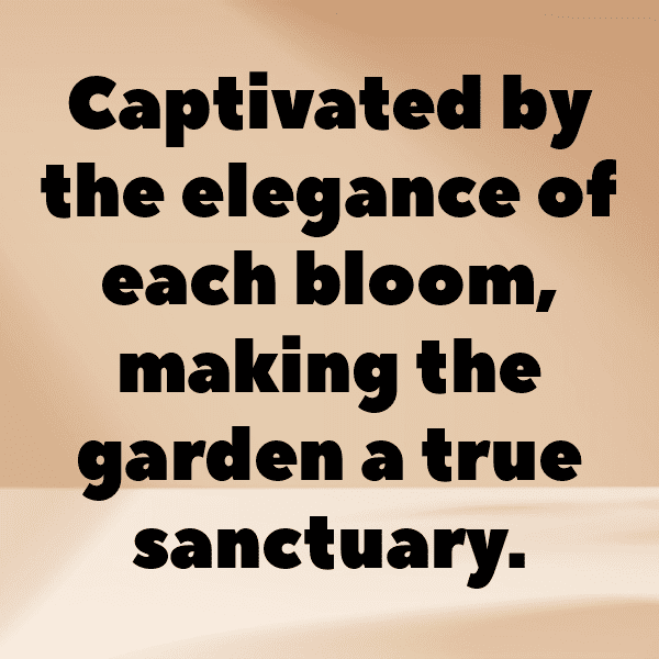 Geranium Captions Photo For Instagram-2L8iv4