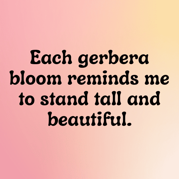 Gerbera Captions Image For Instagram-4TV4vF
