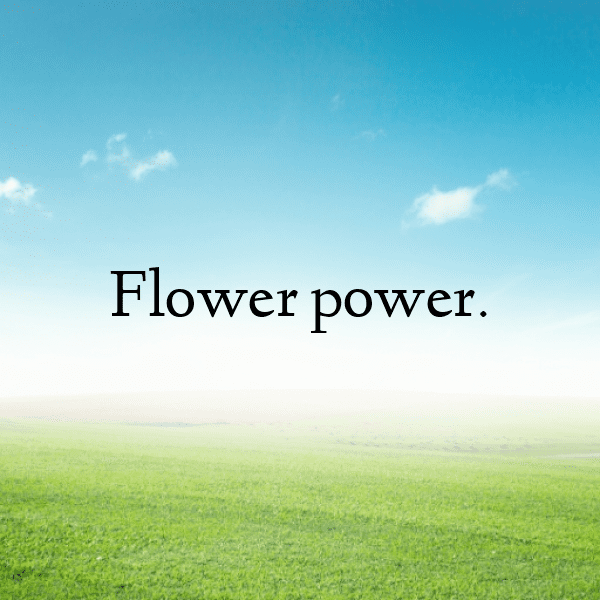 Gerbera Captions Image For Instagram-S2hSI5