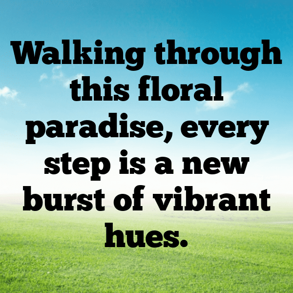 Gerbera Captions Image For Instagram-VEP4zl