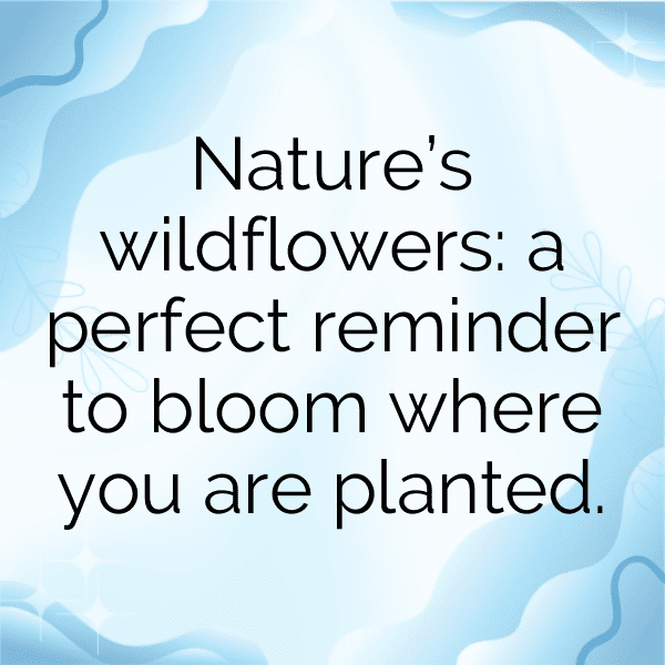 Gerbera Captions Photo For Instagram-el73N7