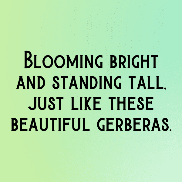 Gerbera Captions Photo For Instagram-KueKeD