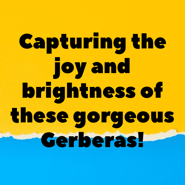 Gerbera Captions Photo For Instagram-NtgLaM