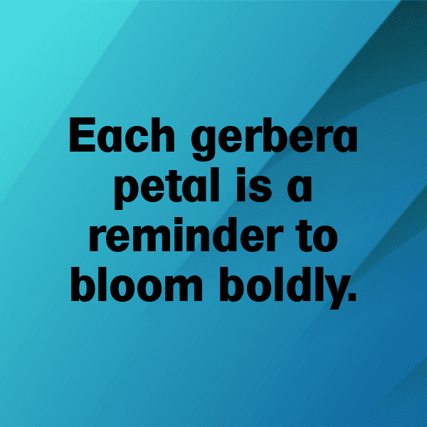 Gerbera Captions Photo For Instagram-zawZ3c