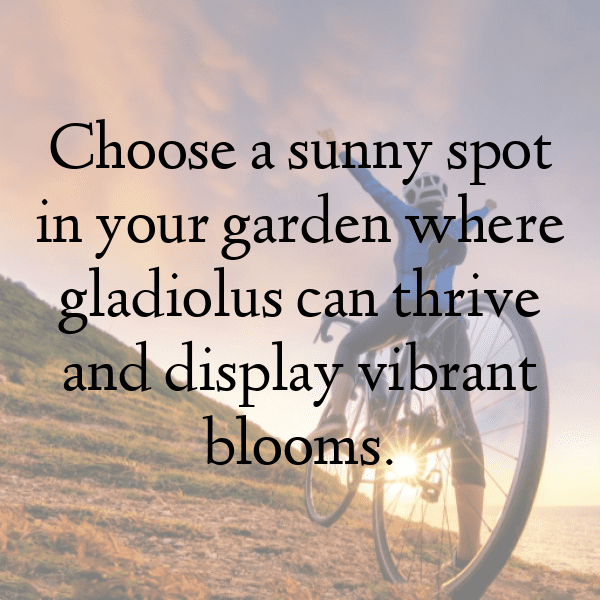 Gladiolus Captions Image For Instagram-0rDAYu