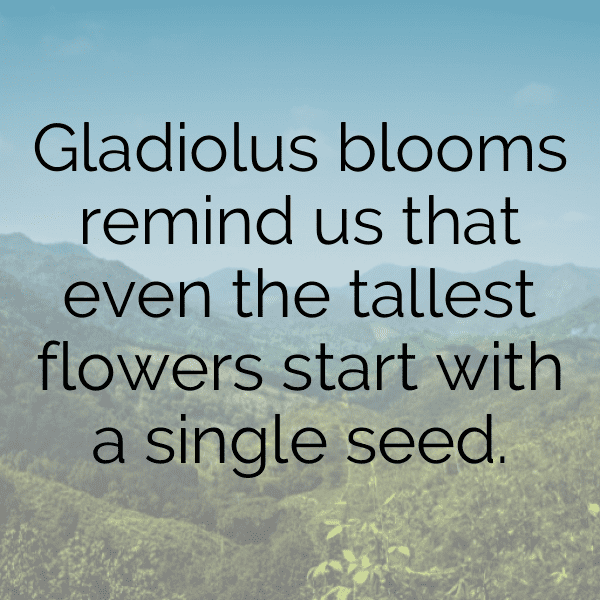 Gladiolus Captions Image For Instagram-BszFg7