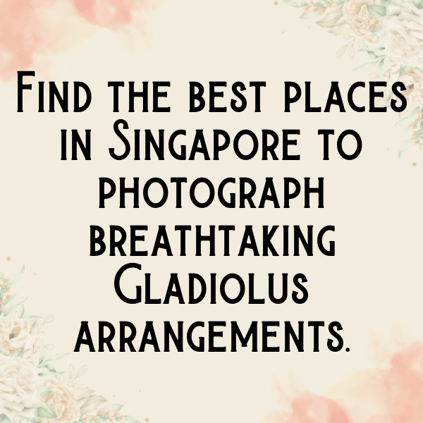 Gladiolus Captions Image For Instagram-IwnvYf