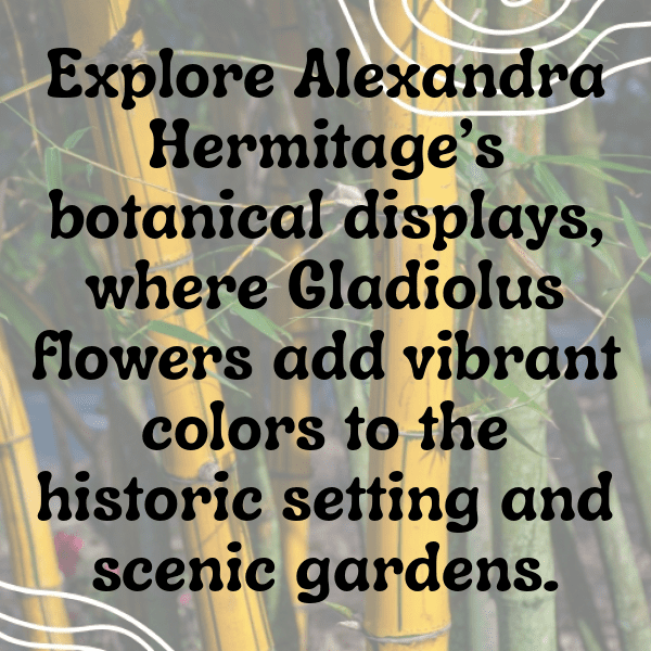 Gladiolus Captions Image For Instagram-sl3h9b