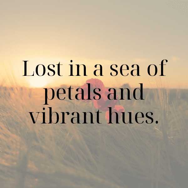 Gladiolus Captions Photo For Instagram-5gNmHL