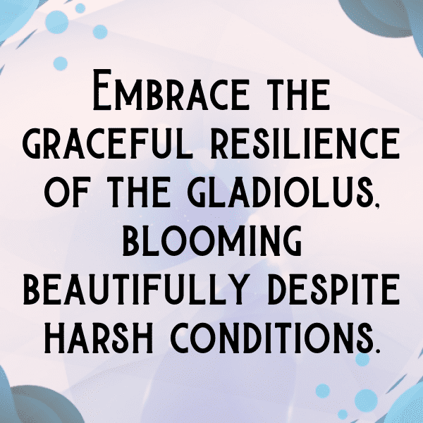 Gladiolus Captions Photo For Instagram-XWBCjl