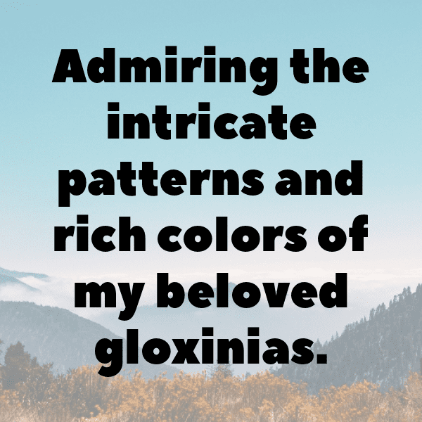 Gloxinia Captions Photo For Instagram-GgbVD7