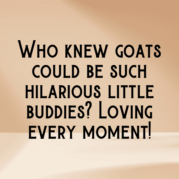 Goat Captions Image For Instagram-IUNfPD