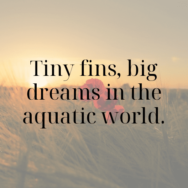 Goldfish Captions Photo For Instagram-RKKZ6w