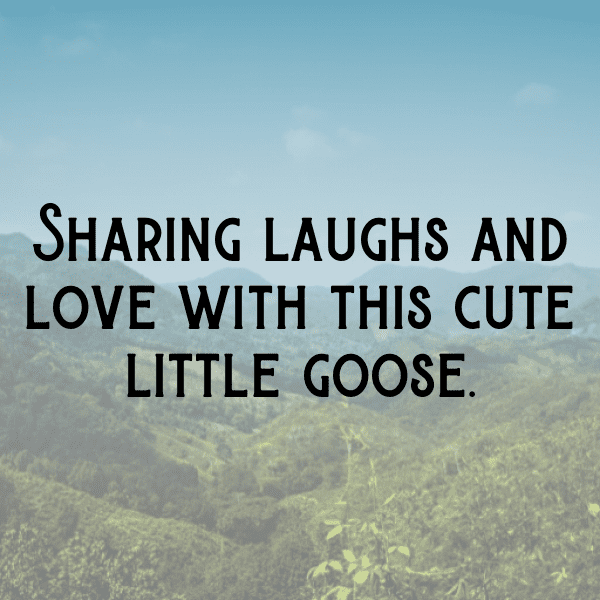 Goose Captions Image For Instagram-Mhl2Xs