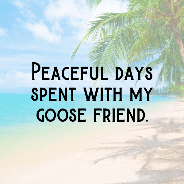 Goose Captions Photo For Instagram-pLIP10