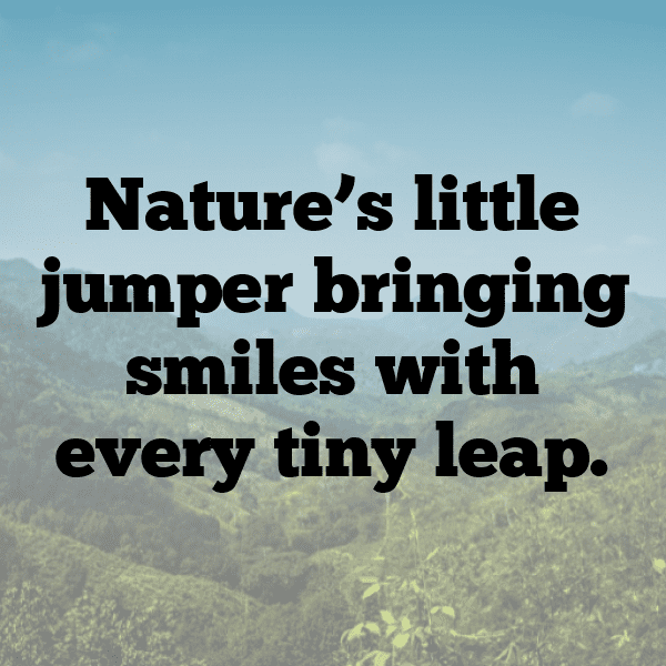 Grasshopper Captions Photo For Instagram-ig5QGi