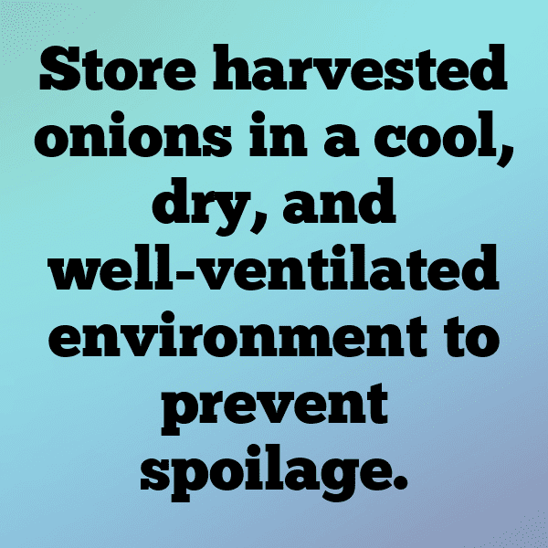 Green Onion Captions Photo For Instagram-GxRTH4