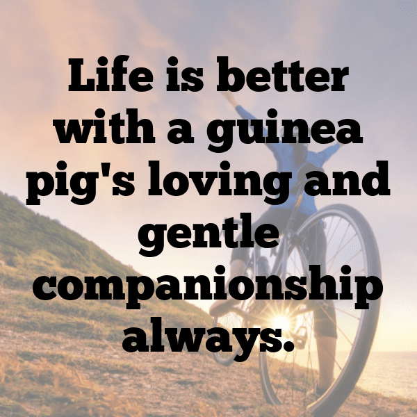 Guinea Captions Image For Instagram-sok53I