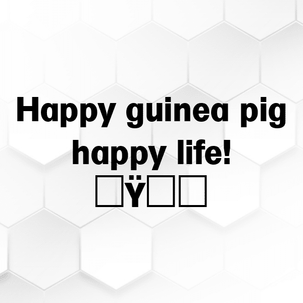 Guinea Captions Photo For Instagram-Sw362o