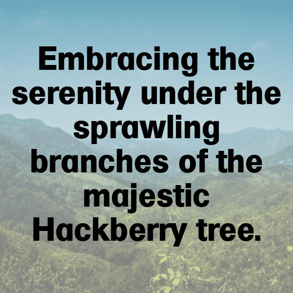 Hackberry Captions Image For Instagram-dwAYo4