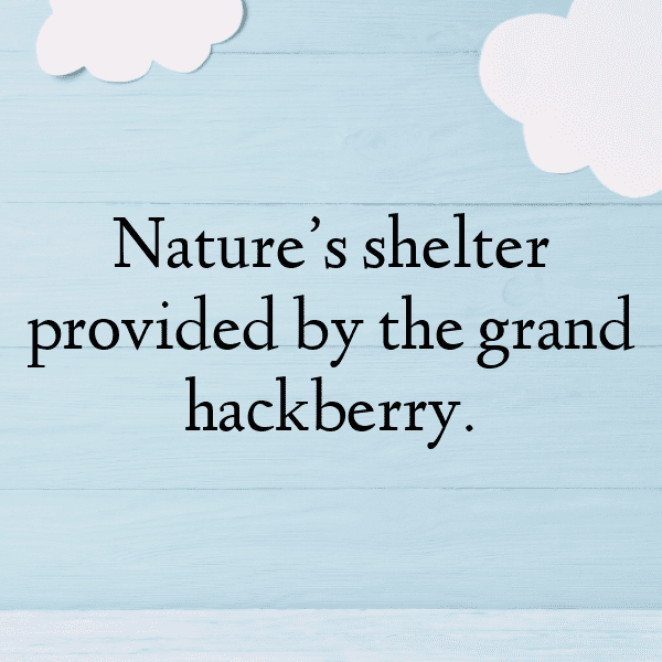 Hackberry Captions Photo For Instagram-M2fEtZ