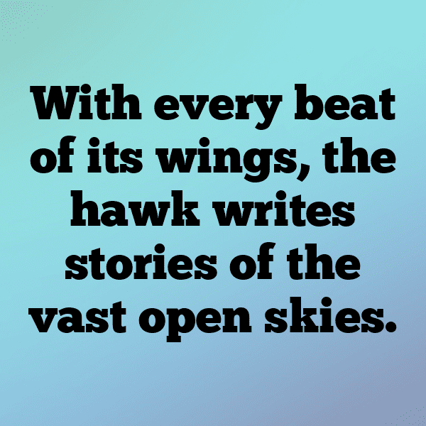 Hawk Captions Photo For Instagram-kGxU9P