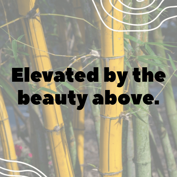 Hawk Captions Photo For Instagram-NbCWjX