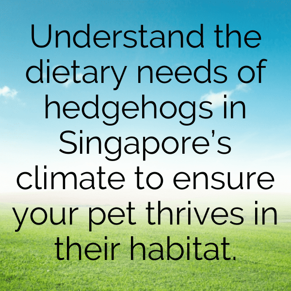 Hedgehog Captions Image For Instagram-a9juR9