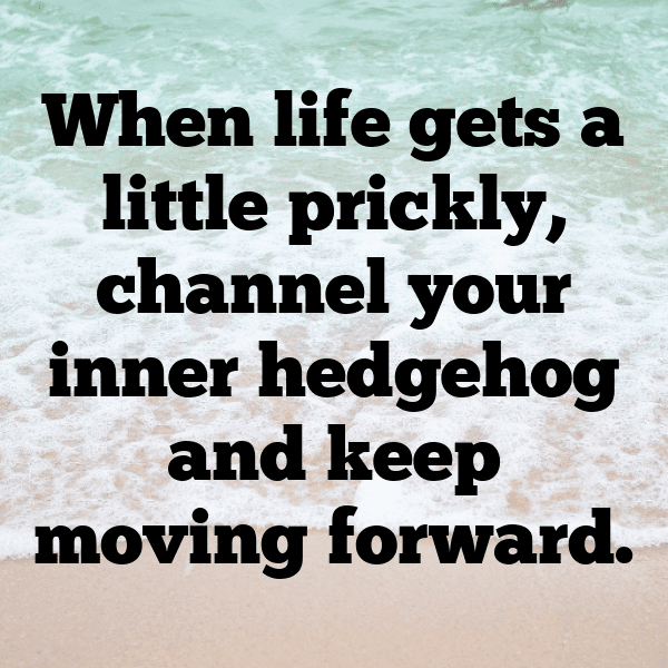 Hedgehog Captions Image For Instagram-eccntV