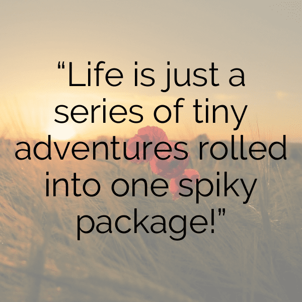 Hedgehog Captions Image For Instagram-f3ivKT