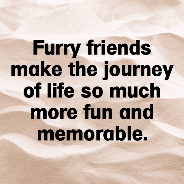 Hedgehog Captions Image For Instagram-jfnh6N