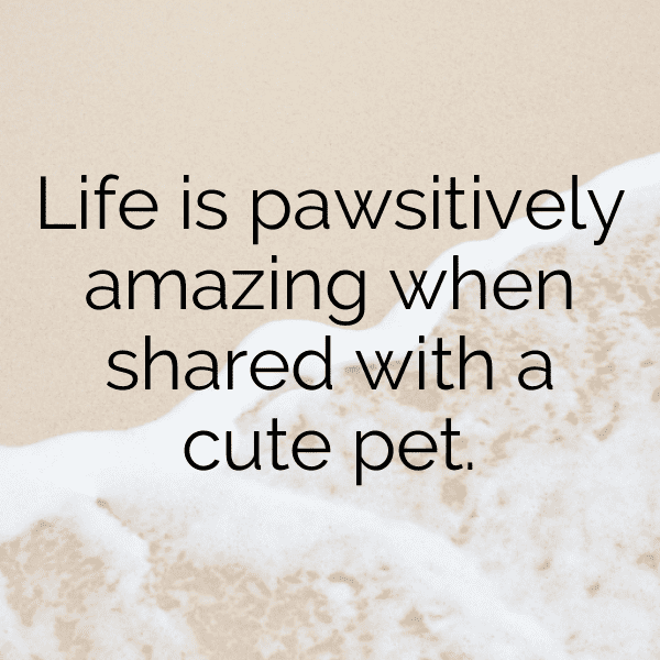 Hedgehog Captions Image For Instagram-V2CwCk