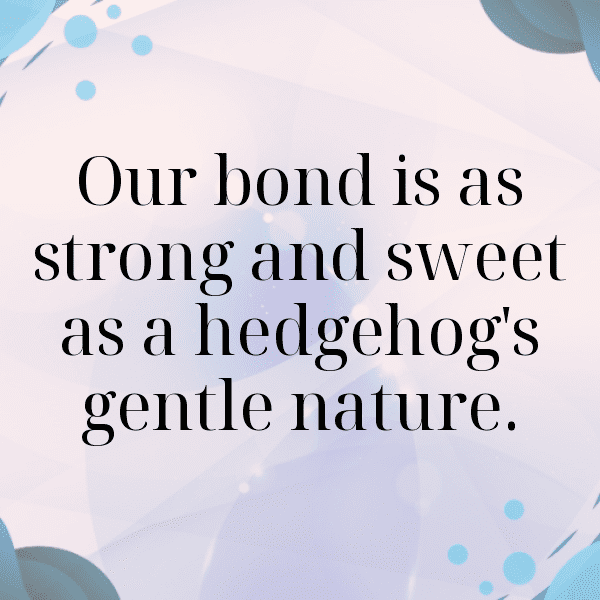 Hedgehog Captions Photo For Instagram-advb3T