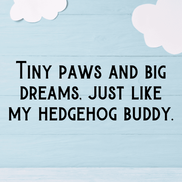 Hedgehog Captions Photo For Instagram-J11FwM