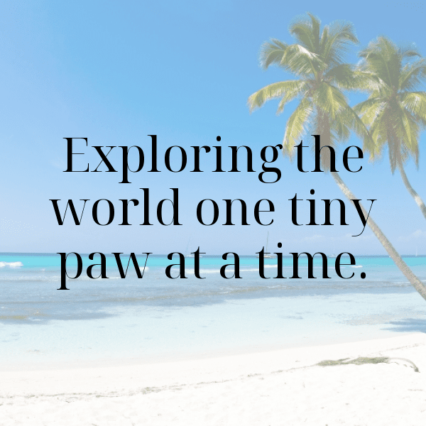 Hedgehog Captions Photo For Instagram-RMuFNx