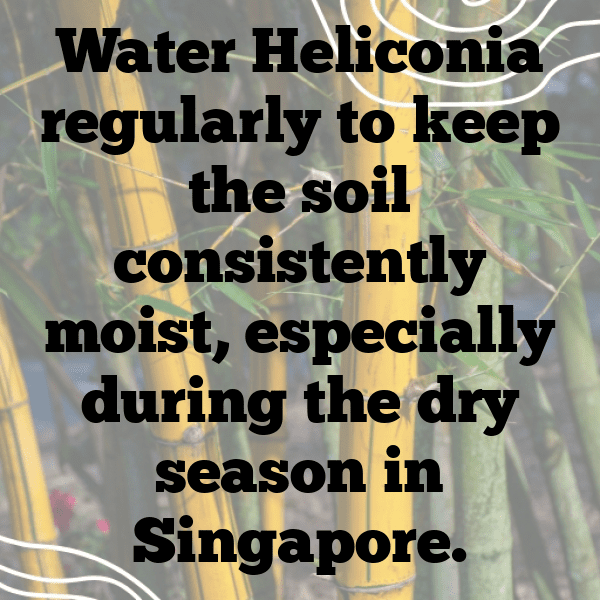 Heliconia Captions Photo For Instagram-XijgpB