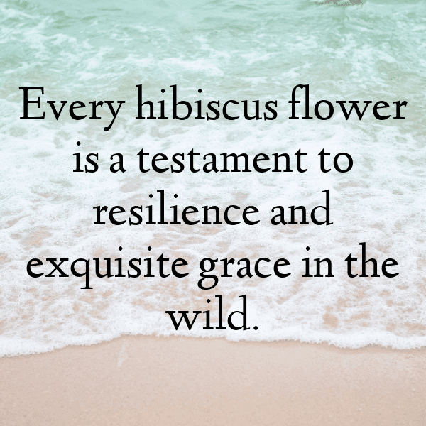 Hibiscus Captions Image For Instagram-alCwpq