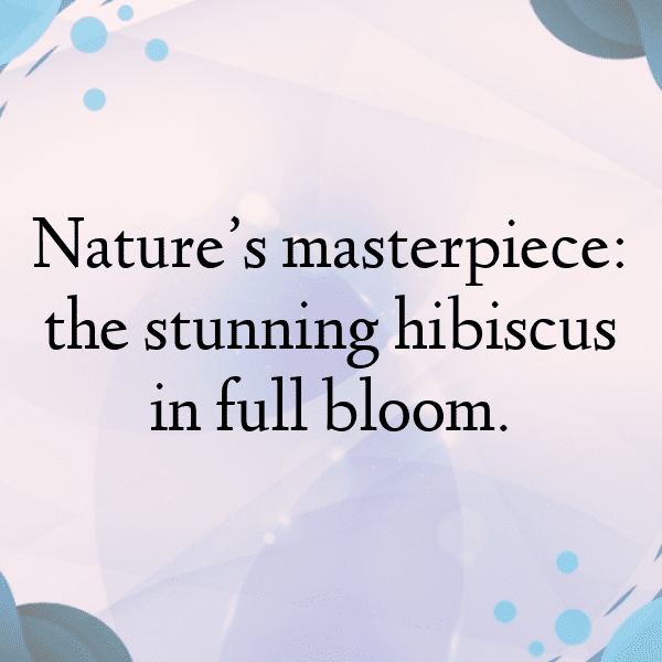 Hibiscus Captions Image For Instagram-cLyClS