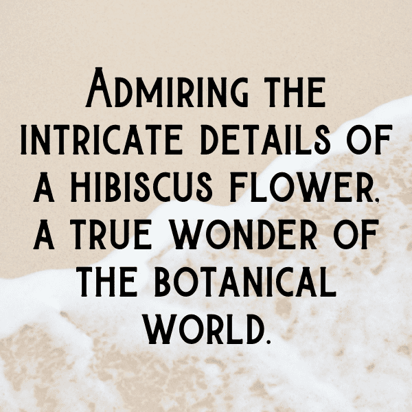 Hibiscus Captions Image For Instagram-qFSIzD