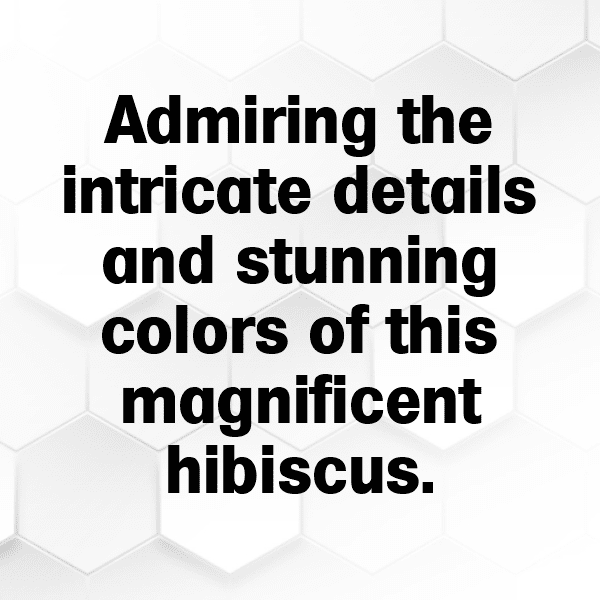 Hibiscus Captions Image For Instagram-ZOMe00