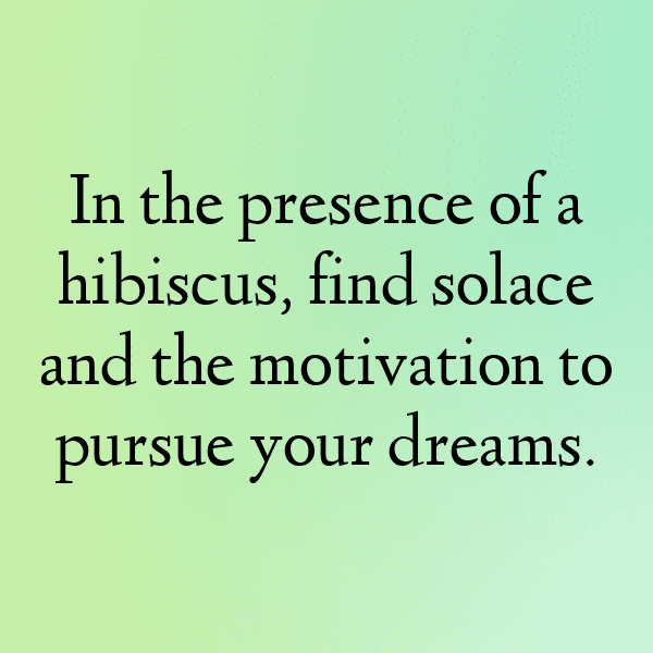 Hibiscus Captions Photo For Instagram-qWc93F
