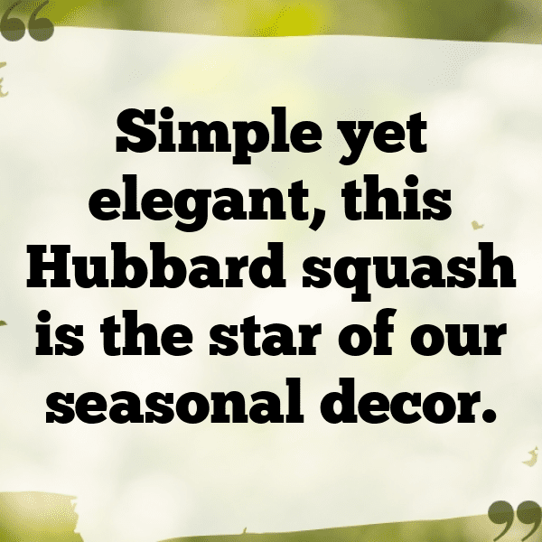 Hubbard Squash Captions Photo For Instagram-wFxXWO