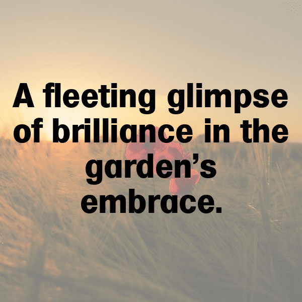 Hummingbird Captions Image For Instagram-fw7vHz