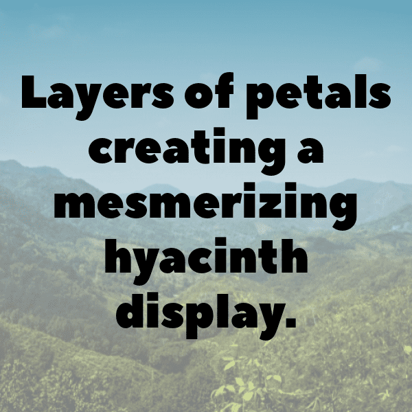 Hyacinth Captions Image For Instagram-BiUcdK