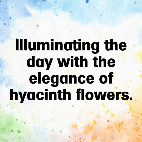 Hyacinth Captions Image For Instagram-HMtLdT