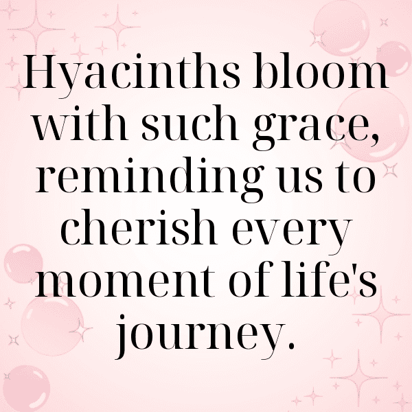 Hyacinth Captions Photo For Instagram-rpVZKG